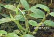 vivo信息流廣告小圖樣式