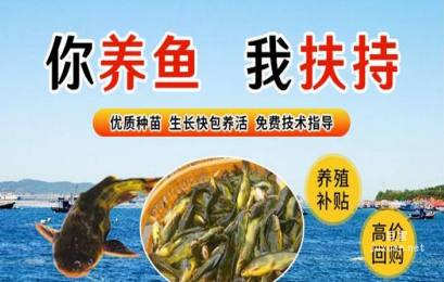 vivo廣告大圖素材